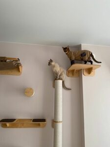 Настенный игровой комплекс для кошек