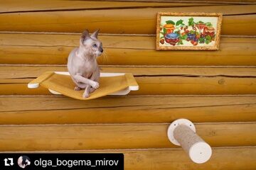 Питомник Bogema Mirov