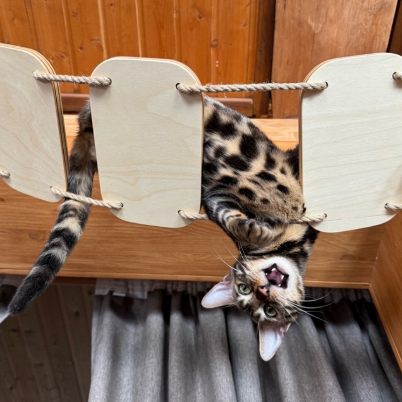 Кошачий котовник
