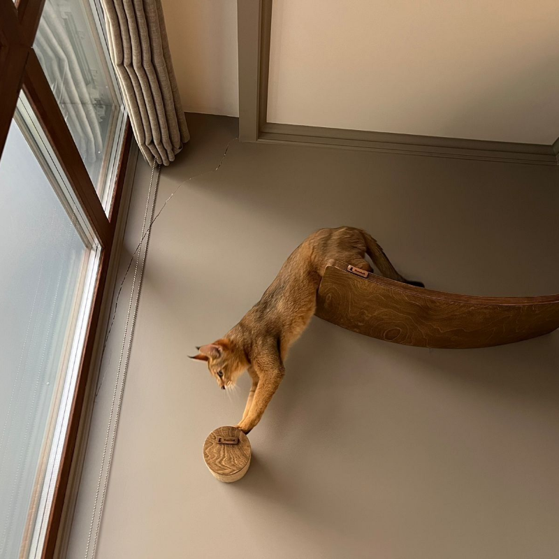 Как удачно сфотографировать кота