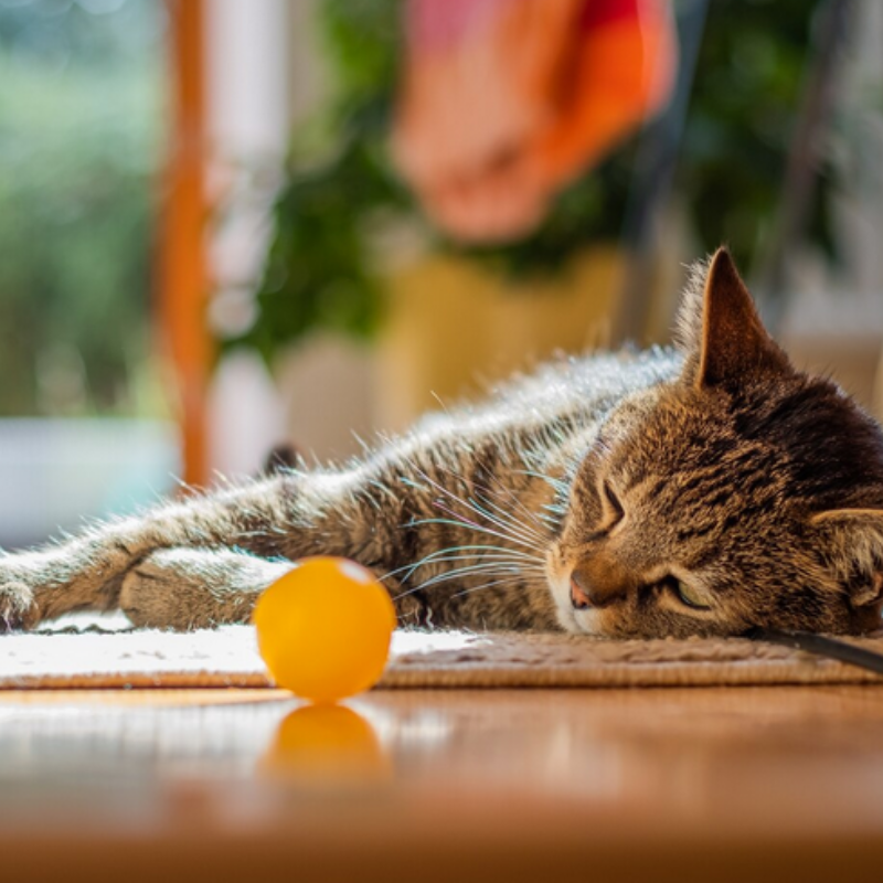 Что делать, если кошка не играет