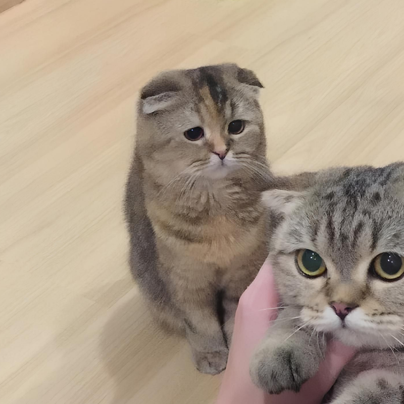 Кошки и ревность
