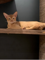 Настенный игровой комплекс для кошек Roxy с парящим эффектом